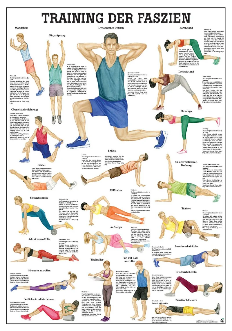 Training der Faszien (Poster 24cm x 34cm)