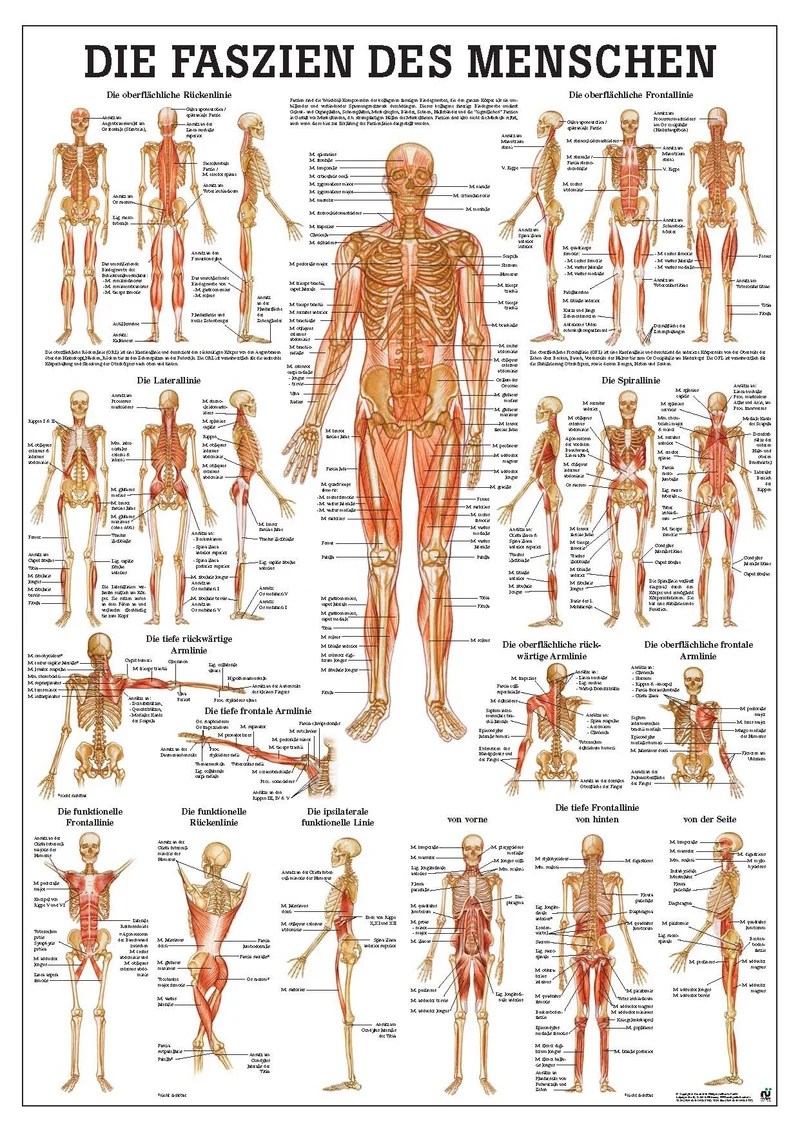 Die Faszien des Menschen (Poster 24cm x 34cm)