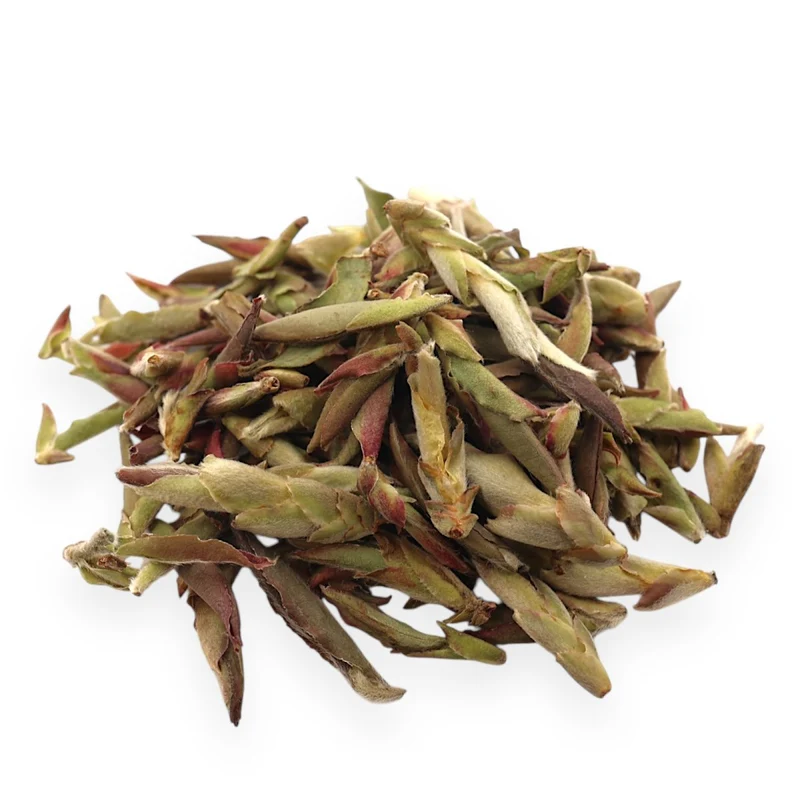 Wilde lila Yunnan-Knospen