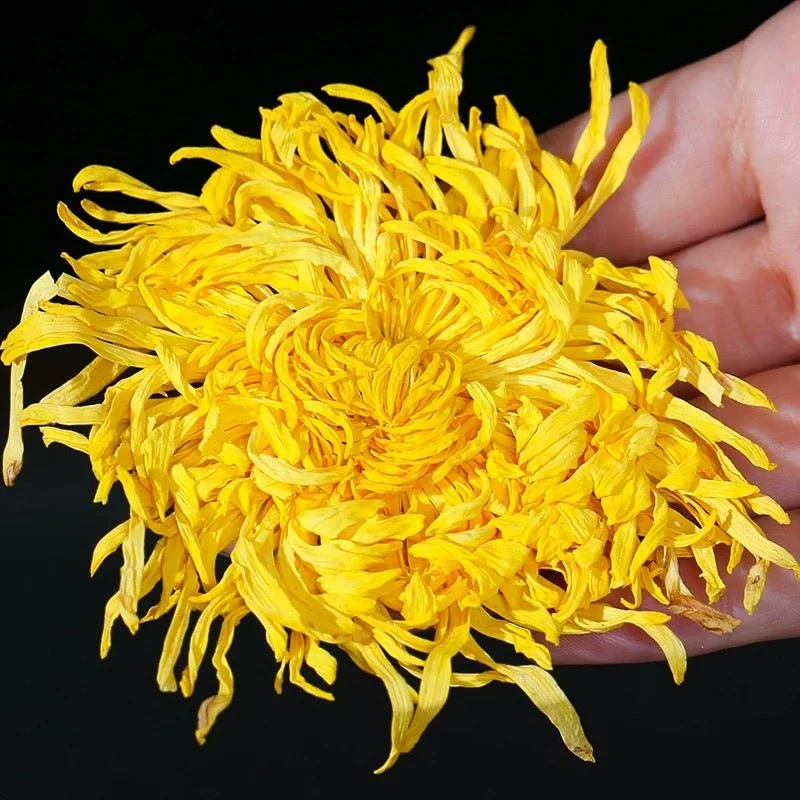 Imperial Golden Silk Chrysantheme in Wettbewerbsqualität