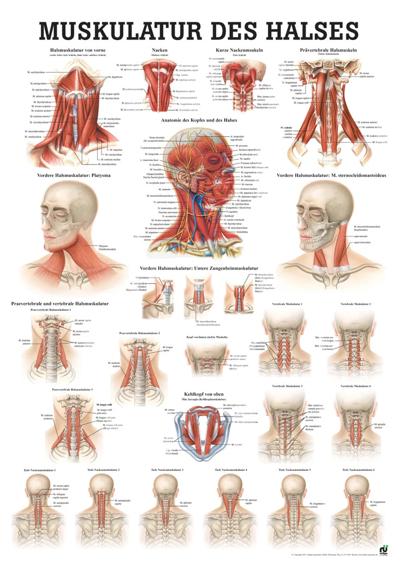 Muskulatur des Halses (Poster 50cm x 70cm)