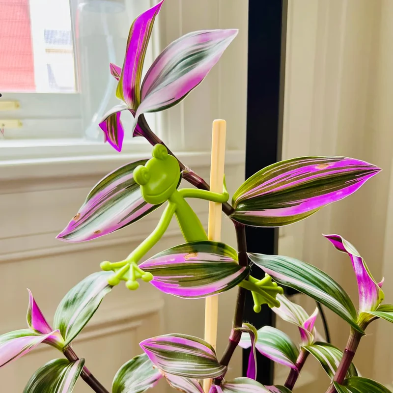 Tuteur pour Plantes Grenouille