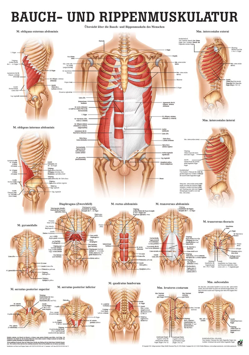 Bauch- und Rippenmuskulatur (Poster 50cm x 70cm)