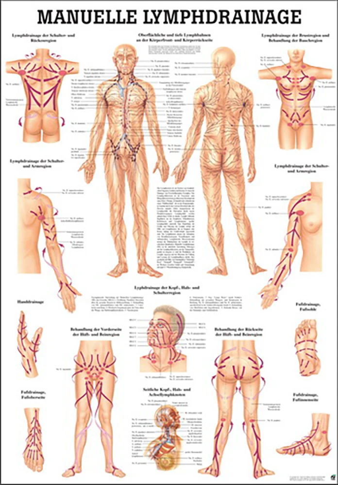 Manuelle Lymphdrainage (Poster 24cm x 34cm)