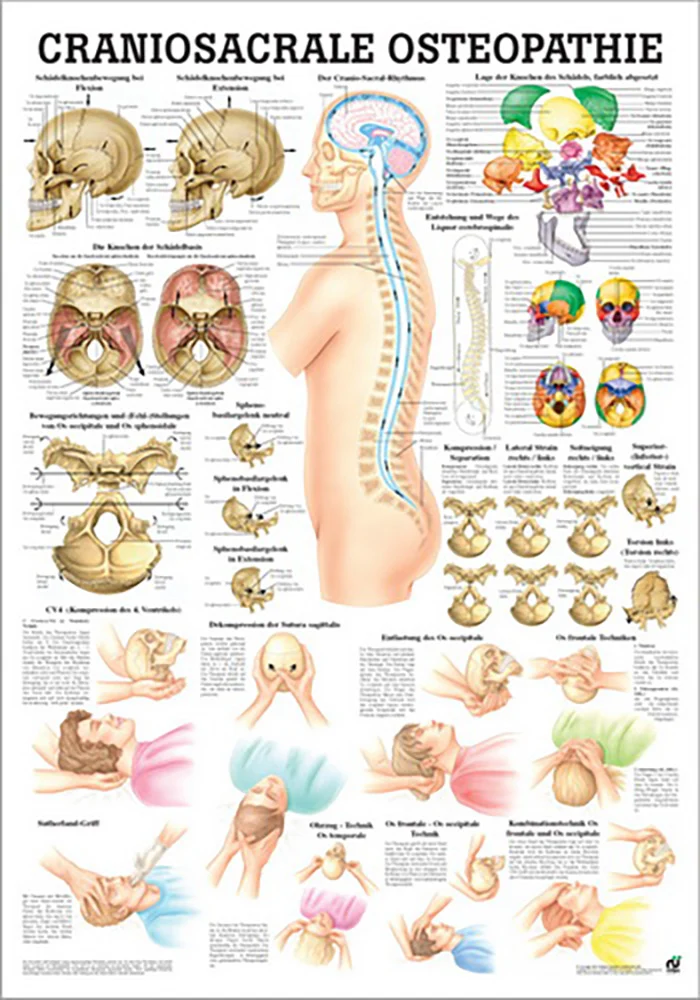 Craniosacrale Osteopathie (Poster 24cm x 34cm)