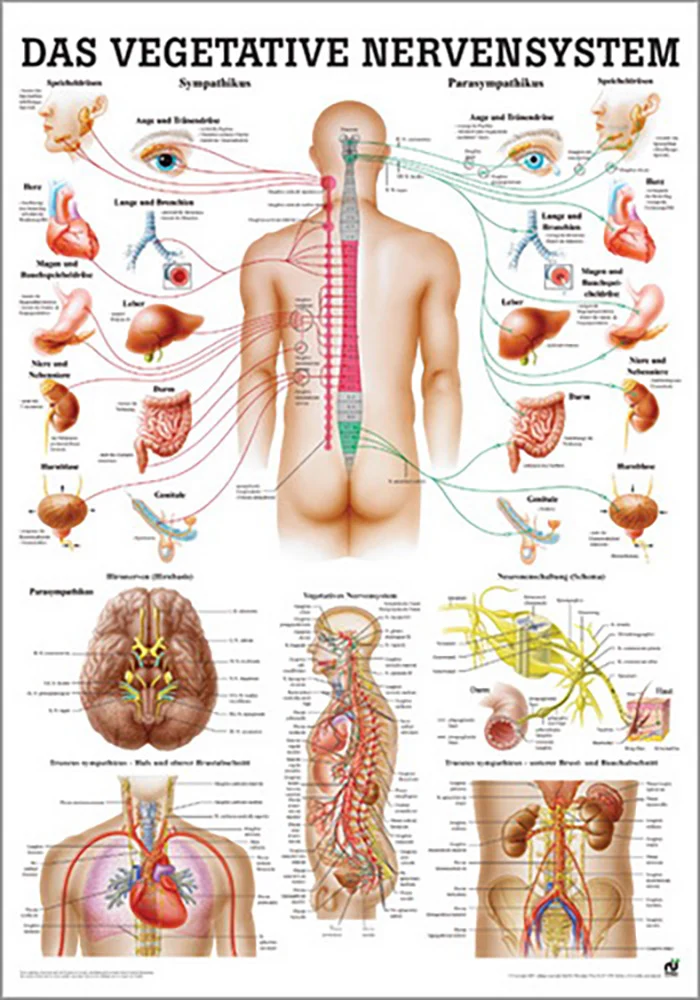 Das Vegetative Nervensystem (Poster 24cm x 34cm)