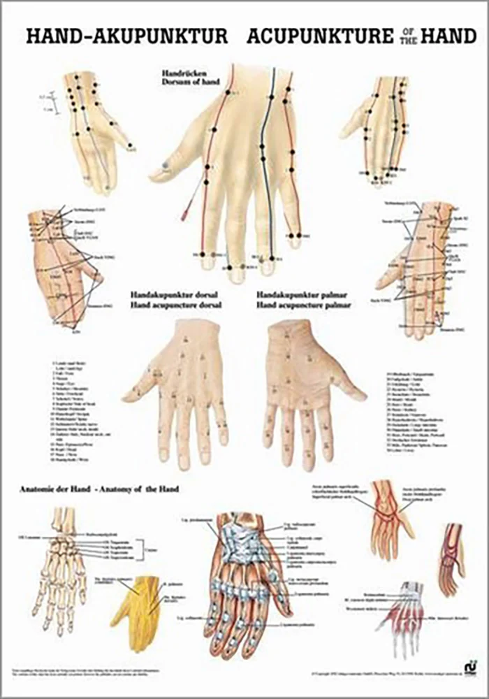 Hand-Akupunktur (Poster 24cm x 34cm)