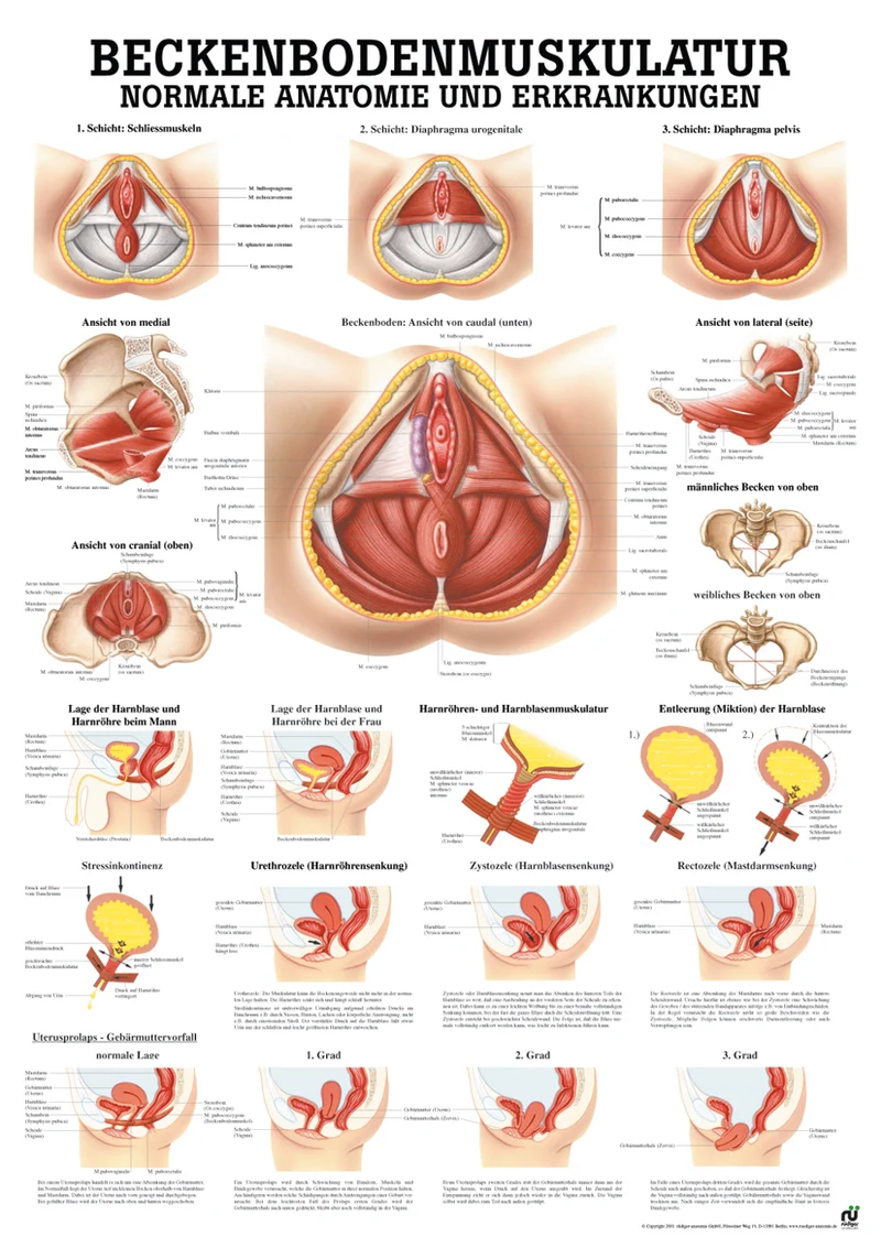 Beckenbodenmuskulatur