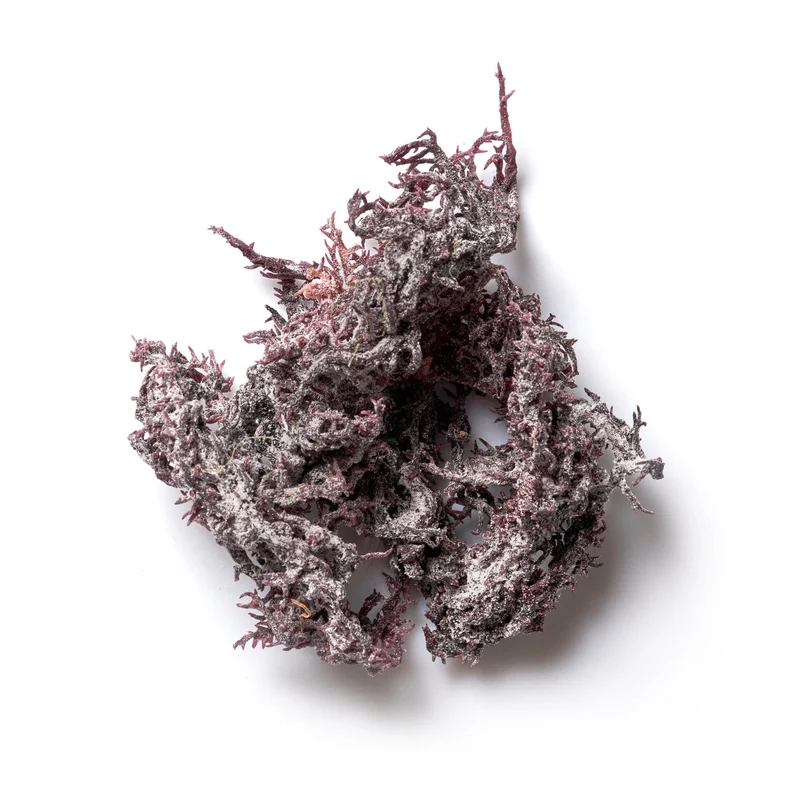 Sea Moss Purple aus St. Lucia 50g