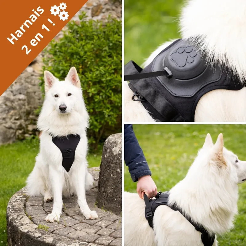 Harnais 2-en-1 pour chien